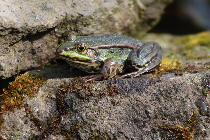 Avec les Brigades vertes - à la rescousse des amphibiens - dès 5 ans