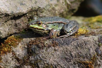 Avec les Brigades vertes - à la rescousse des amphibiens - dès 5 ans