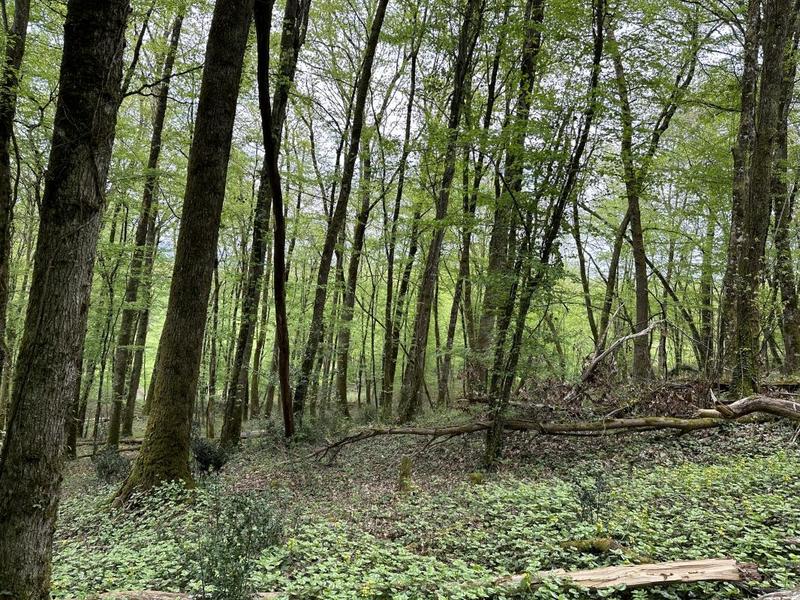 Terrain - 14 696 m²