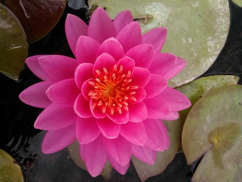 Rodon Cédric Massage bien-être