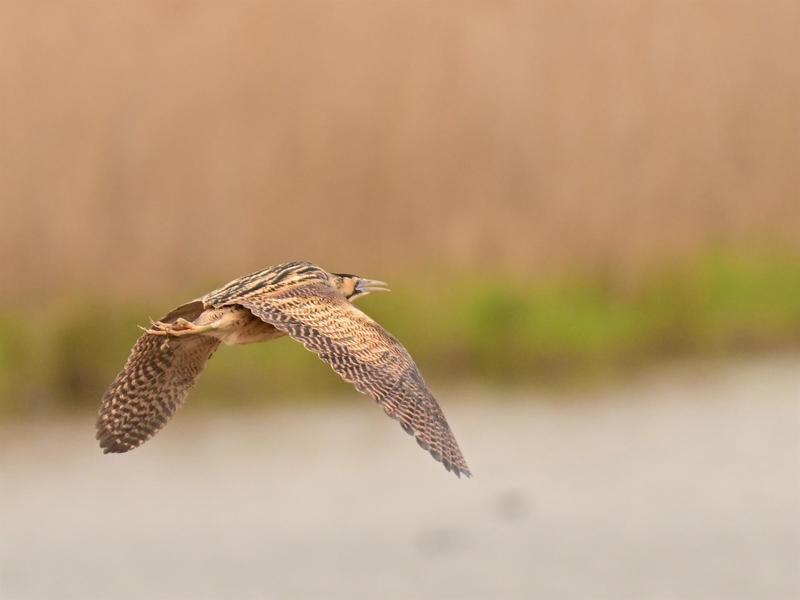 Stage photo animalière