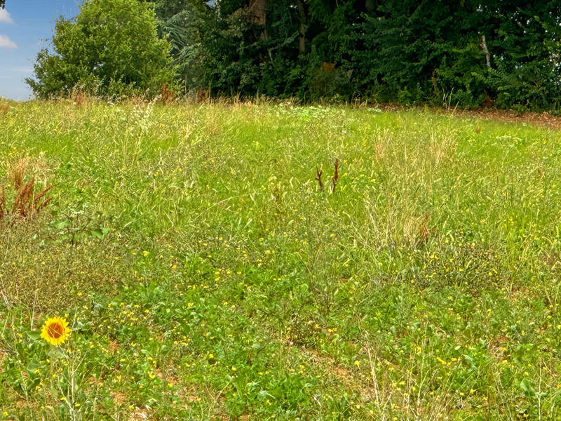 Terrain constructible - 3 000 m²