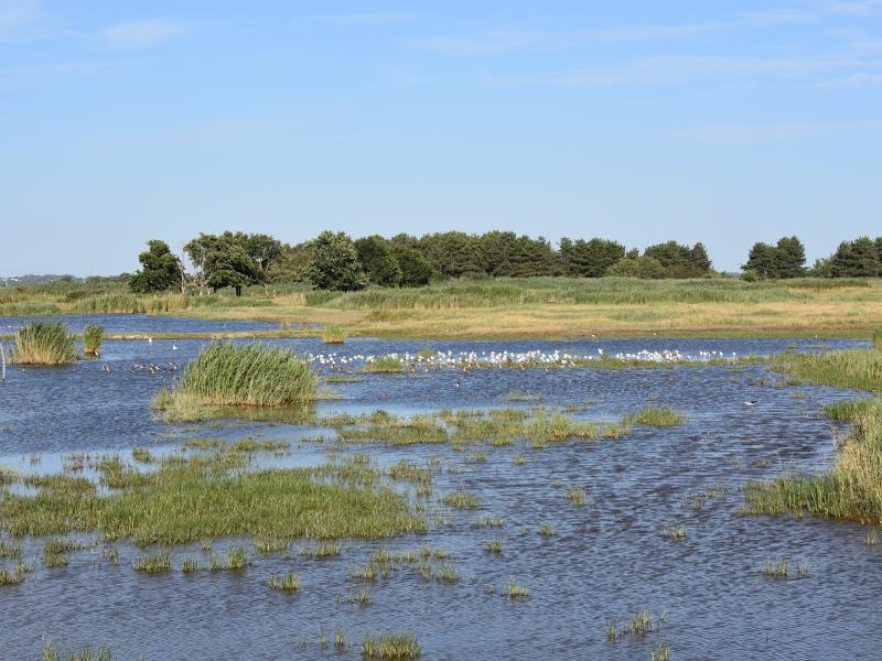 Samedi comptage à Terres d'Oiseaux