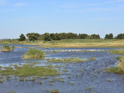 Samedi comptage à Terres d'Oiseaux