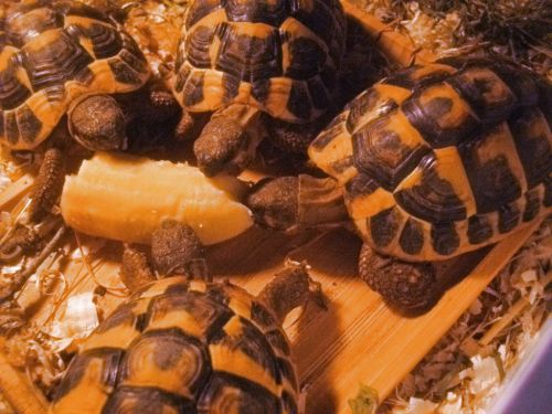 La Petite Ferme des 3.6.9