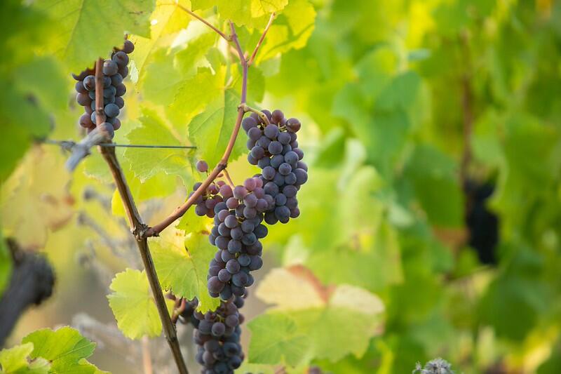Balade à la découverte du cru Linsenberg