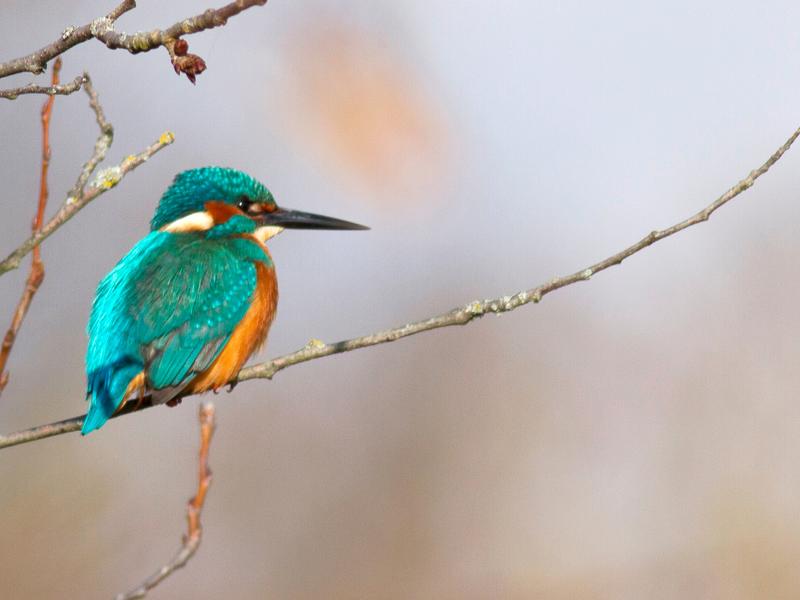 Visite guidée de Terres d'Oiseaux