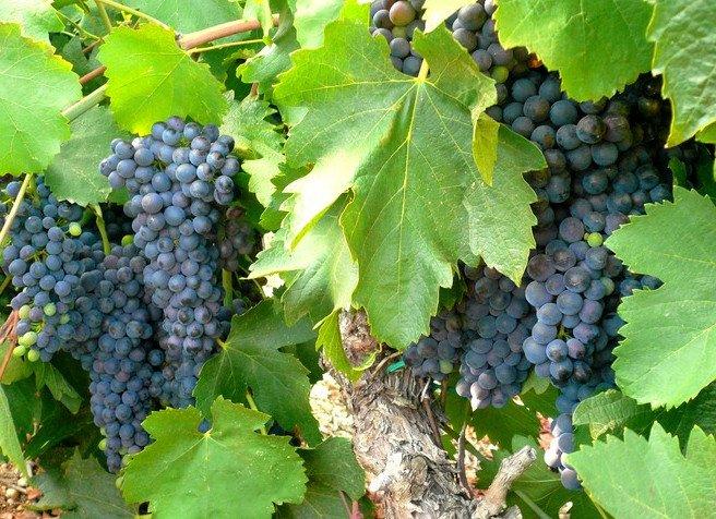 Propriété viticole - 230 m² - 8 pièces