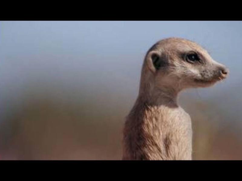 Semaine de la Biodiversité - Ciné Nature "à l'écoute de la nature : l'énigme du cri silencieux" à Saint-Ciers-sur-Gironde