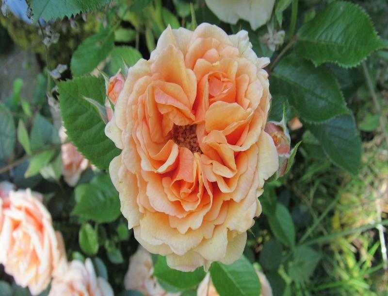 La Petite Fête de la Rose