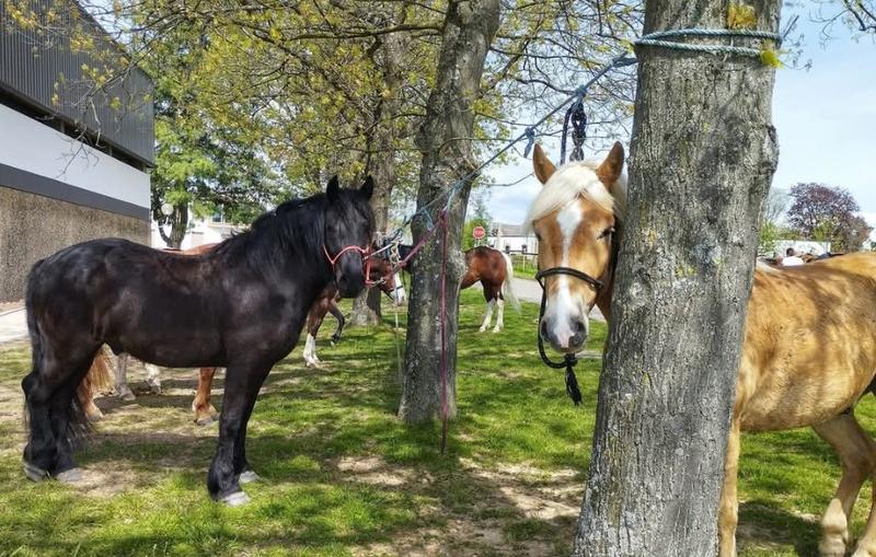 Chevauchée équestre