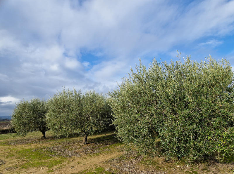 Terrain agricole - 4 890 m²