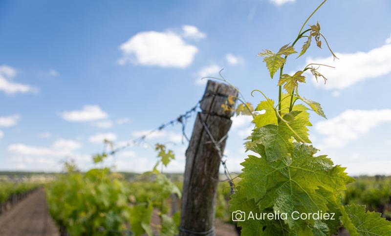 La Guinguette de la Chopinière - Rando Grillades