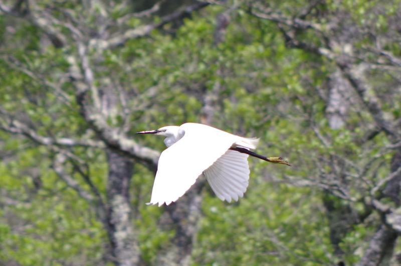 Eposition "Les oiseaux de nos zones humides"