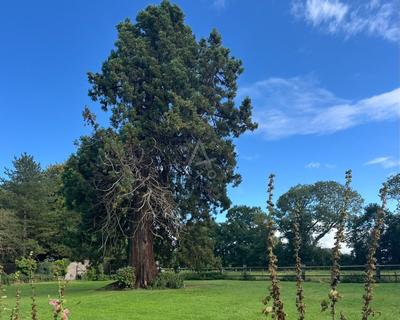 Maison de domaine - 250 m² - 7 pièces