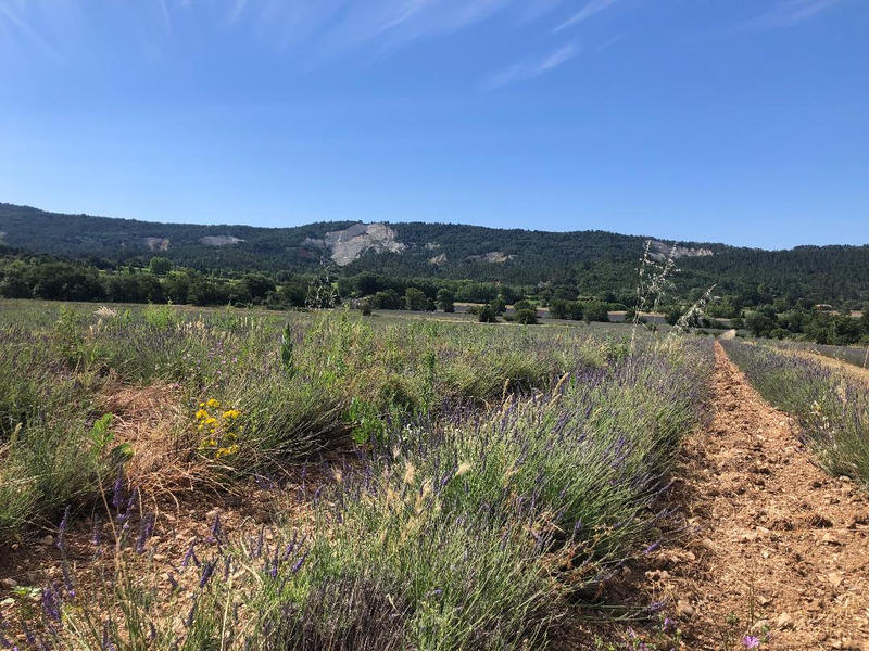 Terrain constructible - 1 311 m²