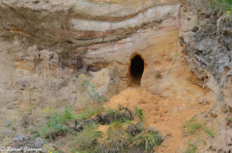 Sur les traces du blaireau : promenade naturaliste et de découverte.