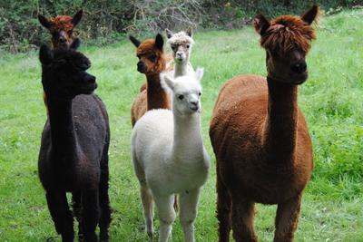 Les alpagas des croisettes