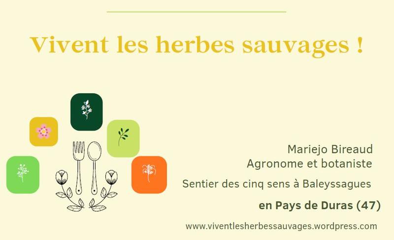 Sortie salades sauvages