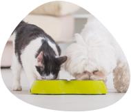 Clinique Vétérinaire des Mille Etangs