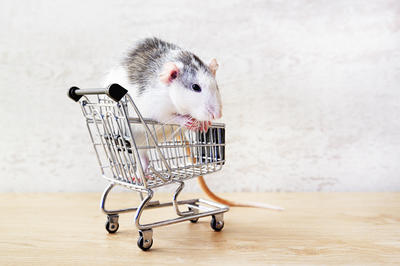 Pas dans la dentelle