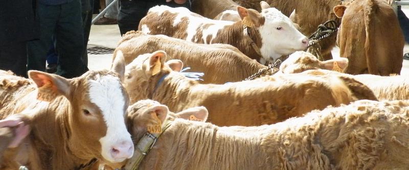 Marché aux Veaux