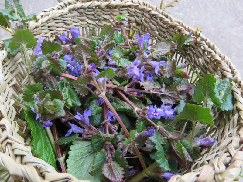 Découverte des plantes sauvages