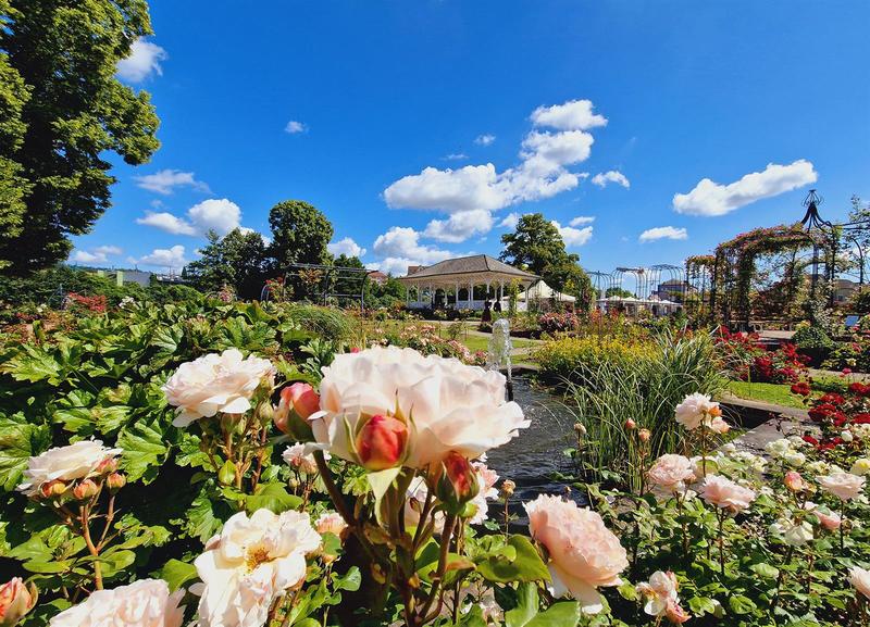 Visite guidée - Roseraie