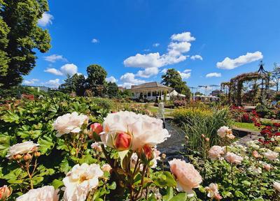 Visite guidée - Roseraie