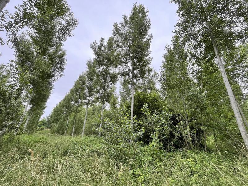 Terrain - 81 675 m²