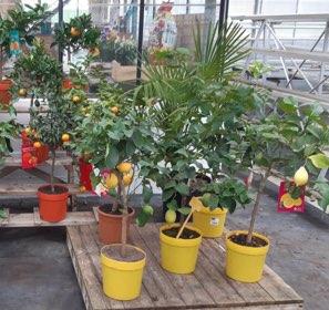 Aux Serres Hermitoises