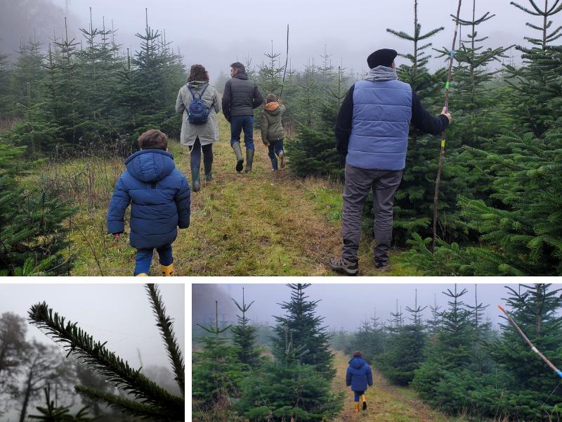 Portes ouvertes sapins de Noël