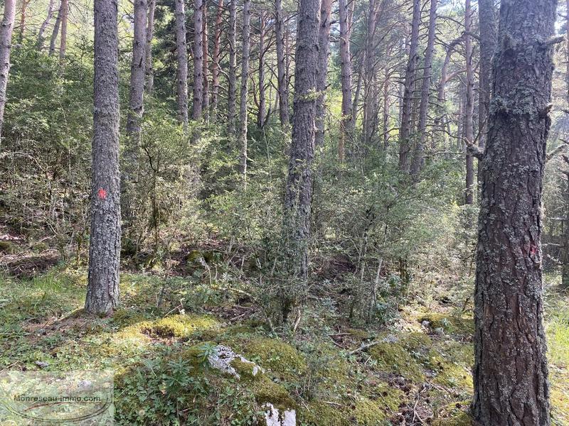 Terrain - 11 010 m²