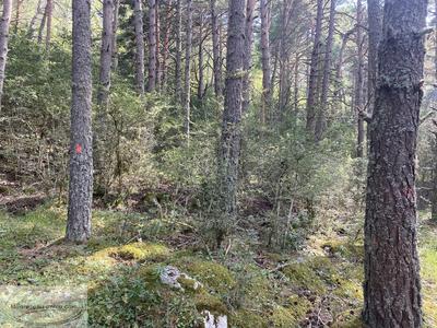 Terrain - 11 010 m²