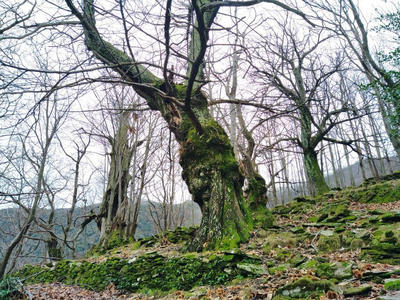 Terrain agricole - 12 330 m²