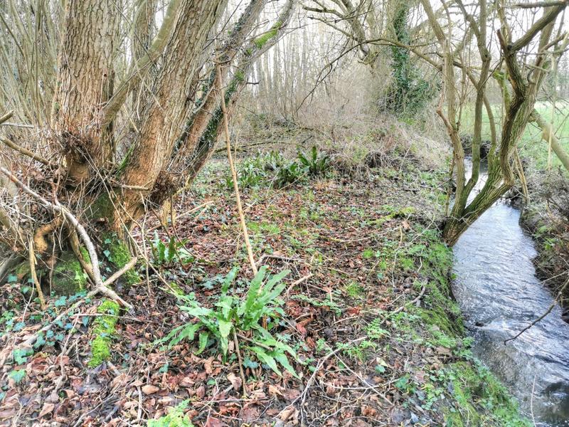 Terrain de loisirs - 14 000 m²