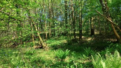 Terrain - 11 608 m²