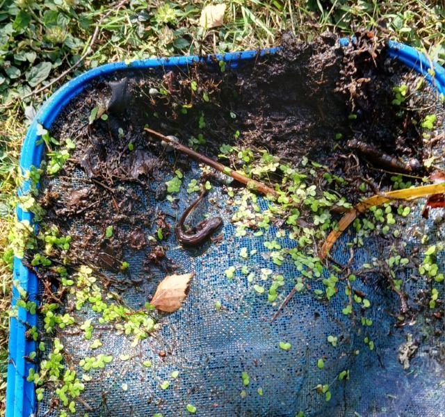 Biodiversité des mares