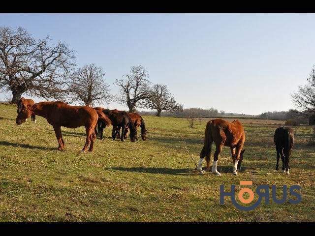 Viager - Maison - 400 m² - 14 pièces