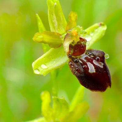 Les orchidées en photo