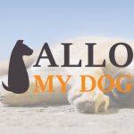 Allo My Dog