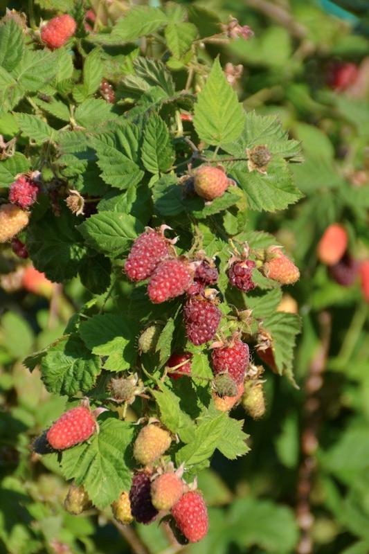 Atelier "Taille douce des petits fruits"
