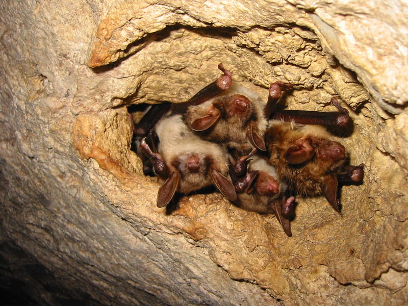 Fabrication de nichoirs à chauves-souris