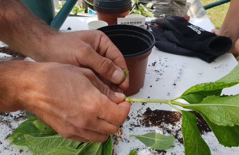 Malagar Autrement - Atelier bouturage dans le parc