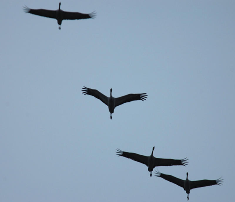 Grue cendrée et gastronomie landaise