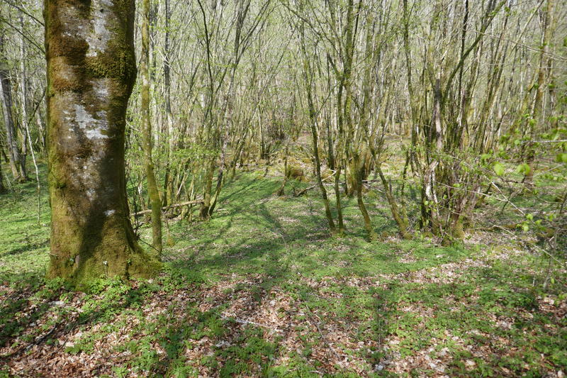 Sortie champignons à la forêt d'Epagne