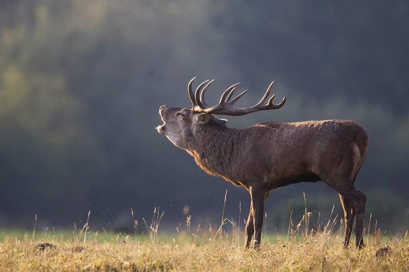 Sortie avec la maison de la nature - Brame du cerf