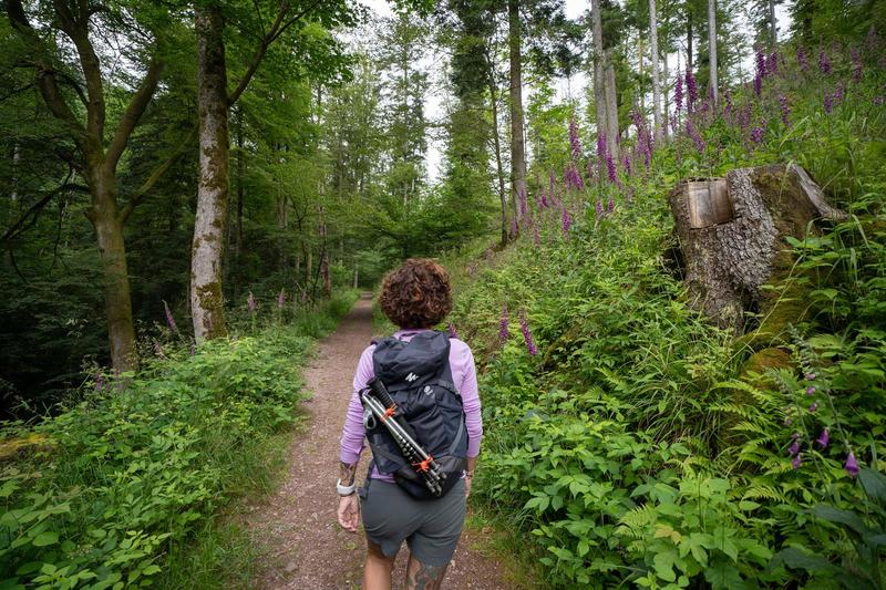 Journée Internationale des Forêts