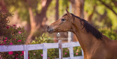 Villa - 300 m² - 7 pièces