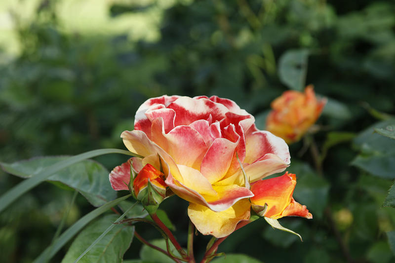 Visite guidée du jardin botanique le Clos de Chanchore